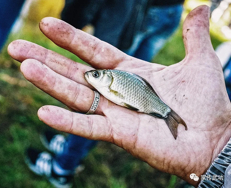 小散就像手掌心的那条小鱼.