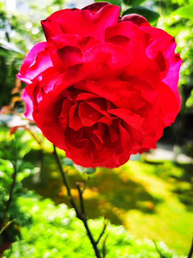 种花得花,就开了一朵超级大红花