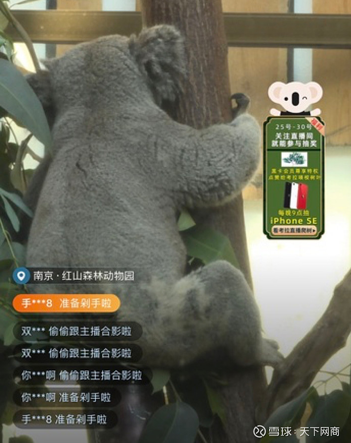 凌晨云吸考拉减压治愈考拉黑卡会员戳屏送出2个月桉树叶