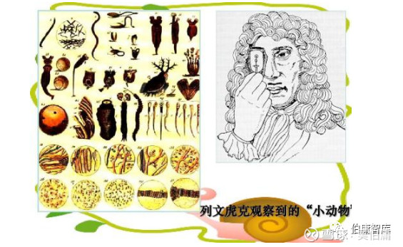 酵母的进化史:4000年之前从埃及人使用,到列文虎克发现,再到巴斯德