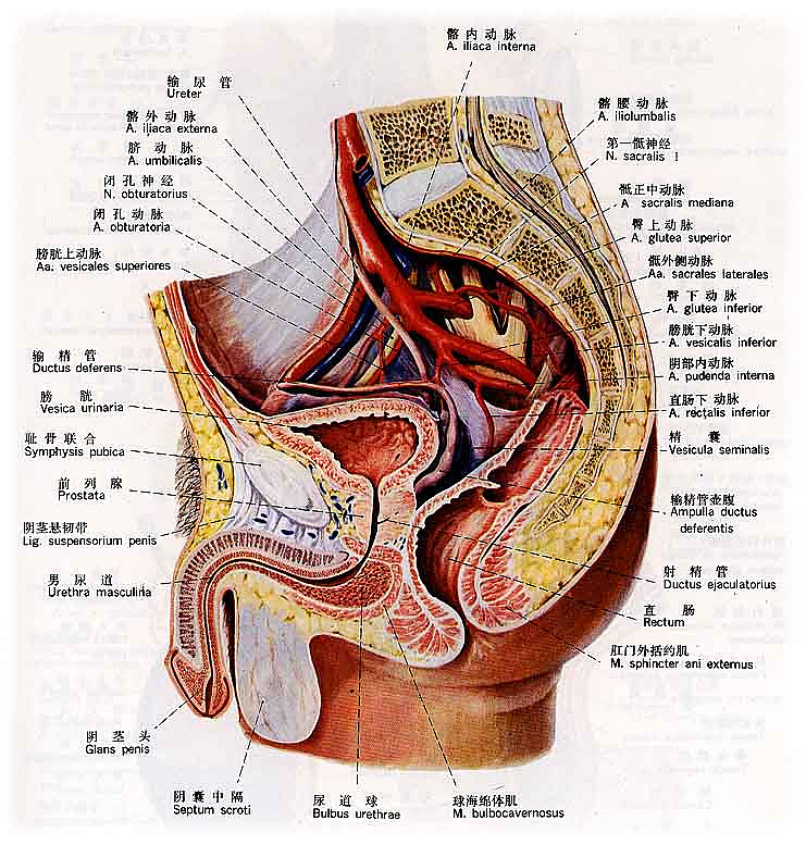 人体膀胱结构图图片