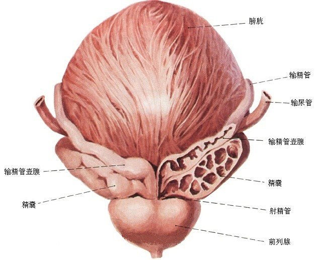 中医的膀胱与尿胞到底指的是什么