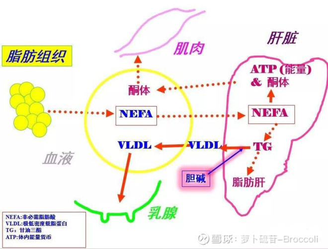 肝臟可能是膽鹼代謝的主要部位(主要以磷脂酰膽鹼存在),膽鹼在極低