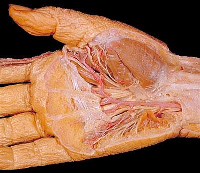 据美国《纽约时报》报道,在罗比塔·科森的记忆里,父亲的解剖实验室是