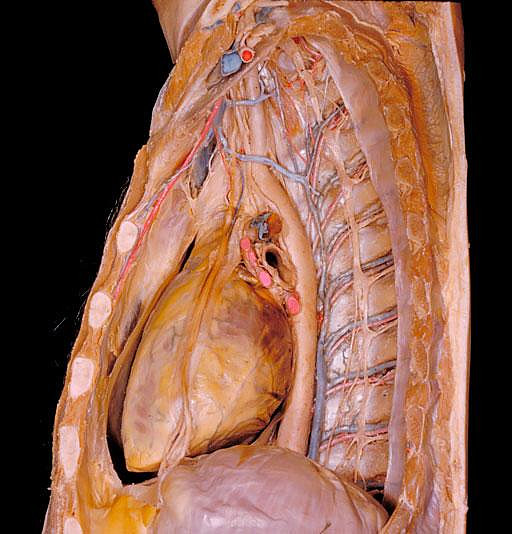 窥视人体内部:迄今最详细人体解剖照片(图)
