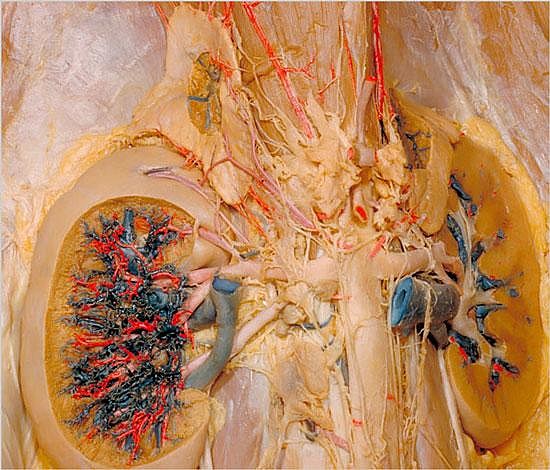 迄今最详细人体解剖照片(图)新浪科技讯 北京时间4月23日消息,据美国