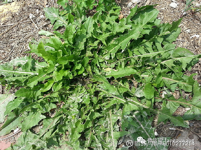 老过劲野菜图片图片