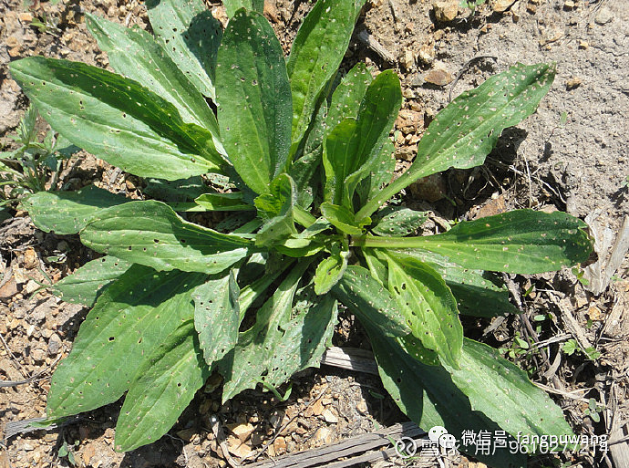 东北野山菜图鉴,鲜美至极!