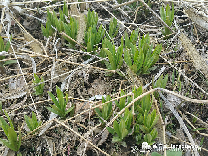 东北野山菜图鉴鲜美至极