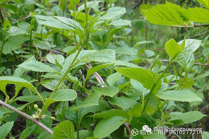 搜集这些山菜图片费老劲了!献给喜欢东北,爱吃有机菜的亲们