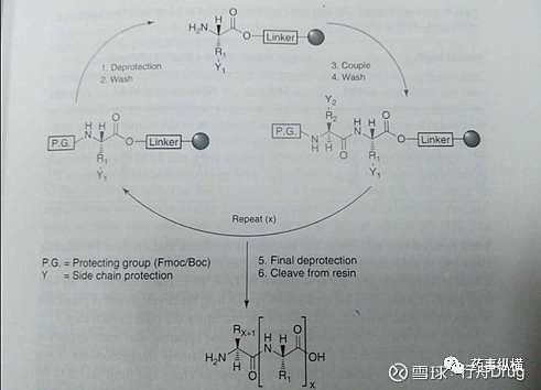 脱保护(这里只讨论fmoc策略)目前常用的脱保护试剂为哌啶,哌嗪.