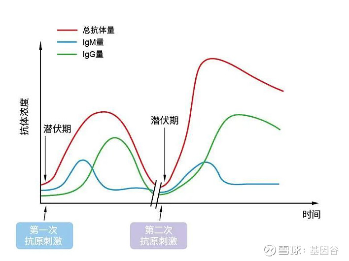 雙抗原夾心法,不受類風溼因子等因素的干擾,基於病毒兩側同時進行特異