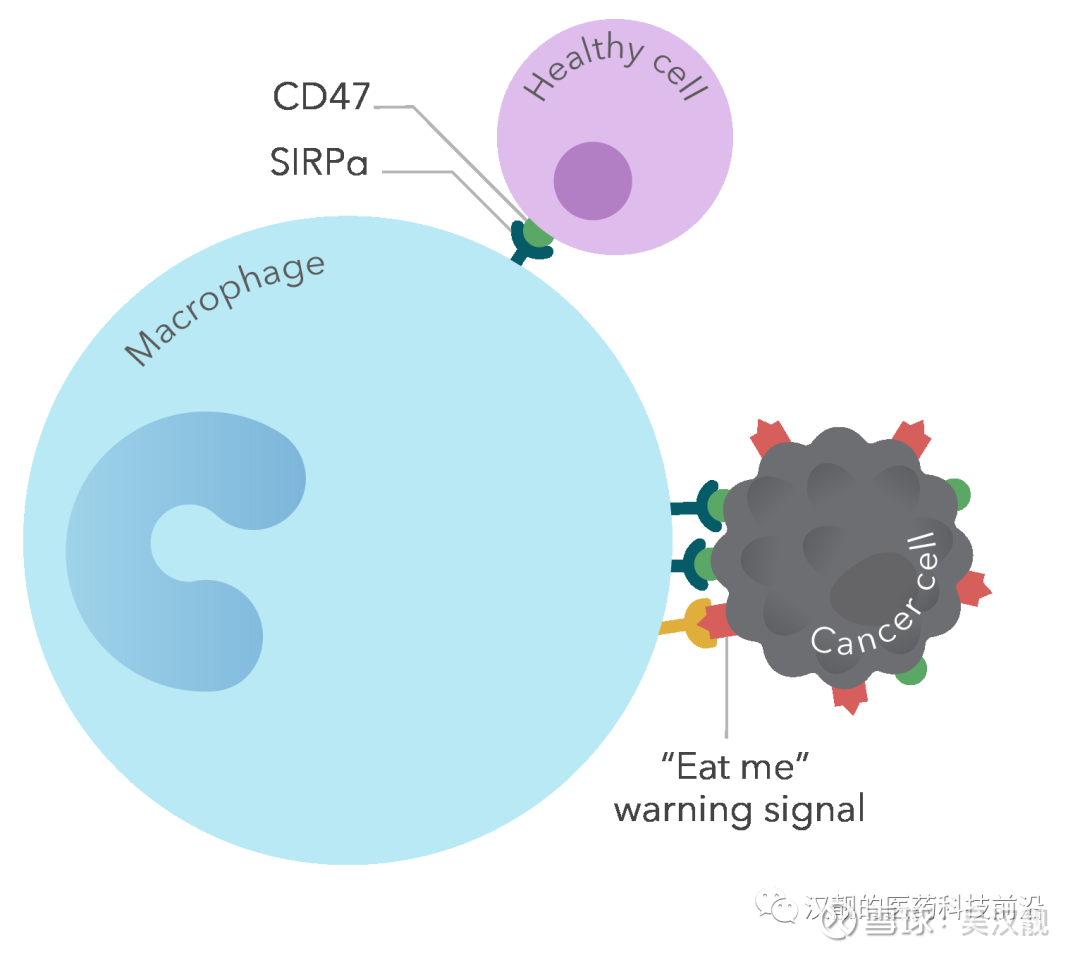 75 Cd47系列报告之一 从49亿美金被gilead收购的forty Seven说起大家好 这里是汉靓的医药科技前沿的第75期 作为本年度最热门的靶点之一 Cd47备受瞩目 尤其是今年三月份cd47龙头公