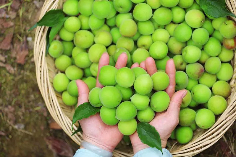 溜溜梅66中国青梅节,人民日报推荐芒种吃梅