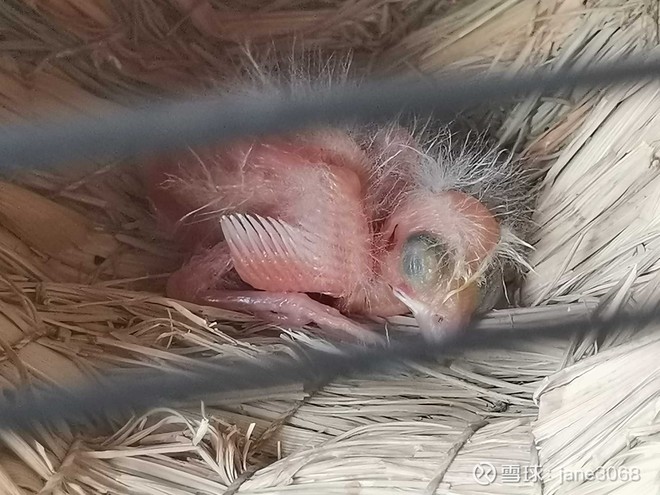 玉鸟一到14天孵化图图片