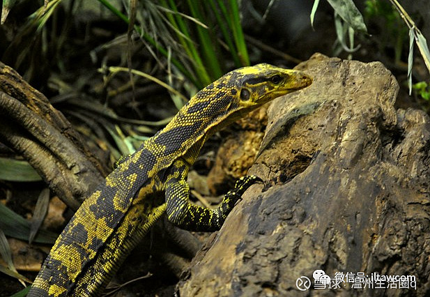 物种图册金斑巨蜥