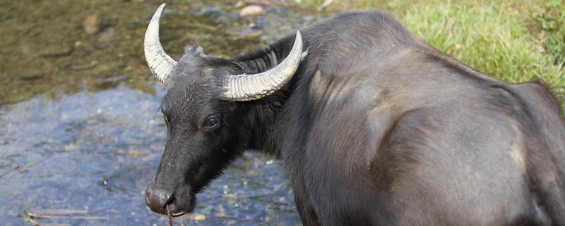 '牛'回头了,你恐慌了吗?