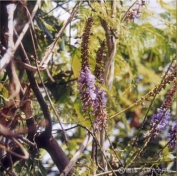 暹罗草本绿色纯植物提取物产品 泰国野葛根泰国野葛根英文 Pueraria Mirifica 泰语 Kwao Krua 是一种只能生长在泰国东北部山区的长春藤植物