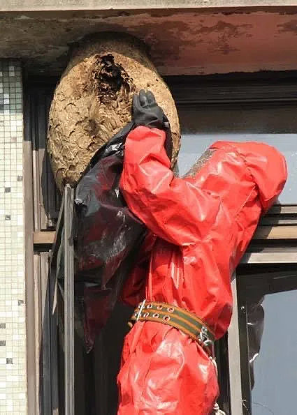 是的,他们真的负责"捅"马蜂窝.