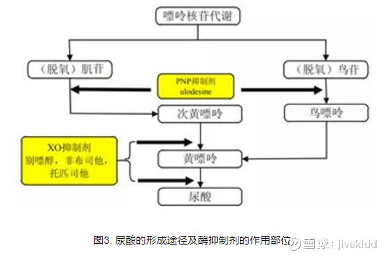 促尿酸排泄药物urat-1靶点和xoi黄嘌呤氧化酶抑制剂作用机制如下:治疗