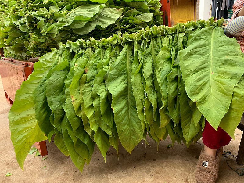 一包烟是这样来的 这几天正值云南烤烟农忙时节.