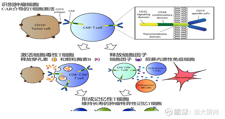 杀伤肿瘤细胞,从而达到治疗肿瘤的目的,而且还可形成免疫记忆t细胞