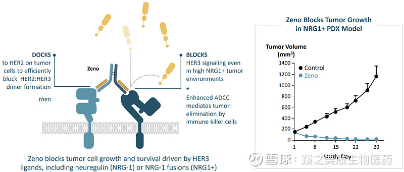 Merus:极具潜力的双抗研发平台和her2-3双抗的领先进展 作者：蹊之 微信公众号：蹊之美股生物医药 Alleymazeresearch 