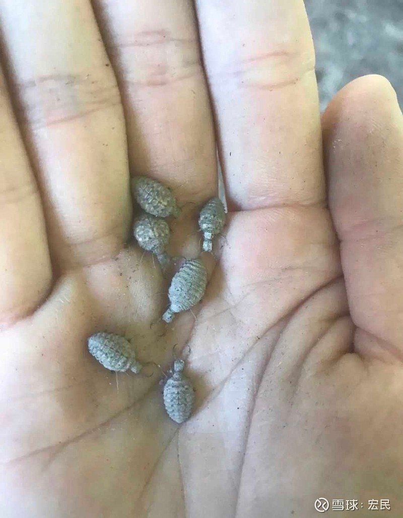 转发:0回复:1喜欢:0全部评论光辉--岁月2020-08-28 07:46沙牛又名沙鸡