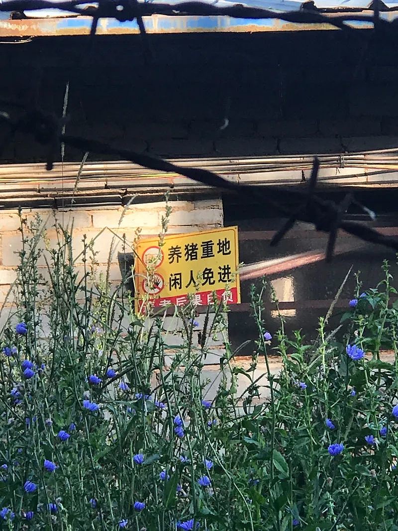 东西两侧都挂着"养猪重地 闲人免进"的警示牌.