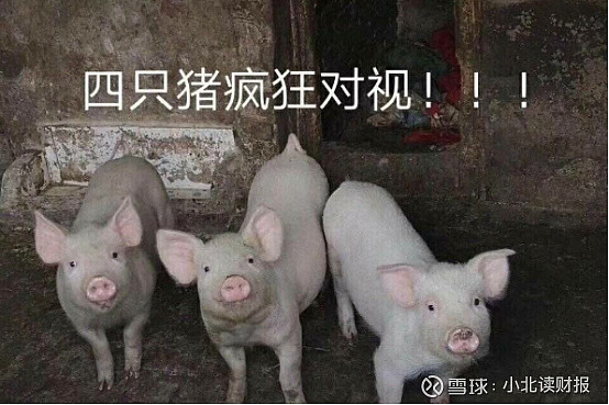 一年卖一千多万头猪,这个养猪首富怎么还在拼命盖猪圈?