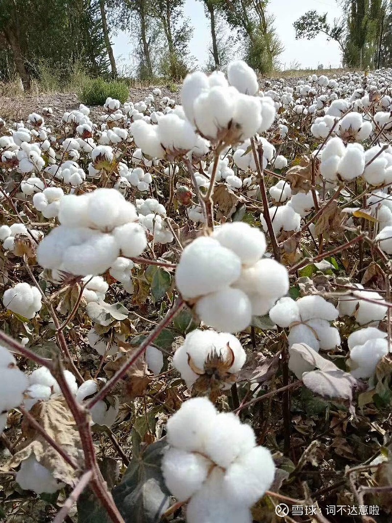 自家的新疆棉花，可以弹成棉被，