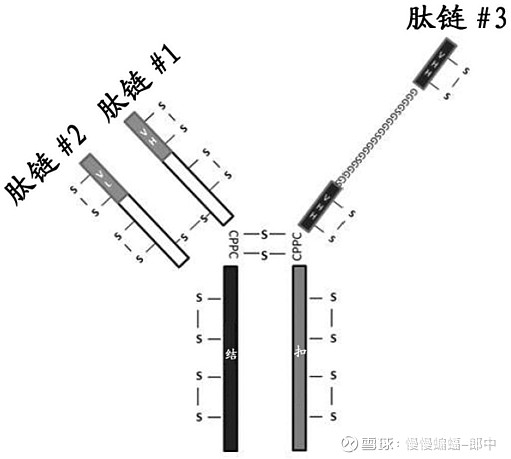 信达生物技术全梳理 华体会电竞官网网站