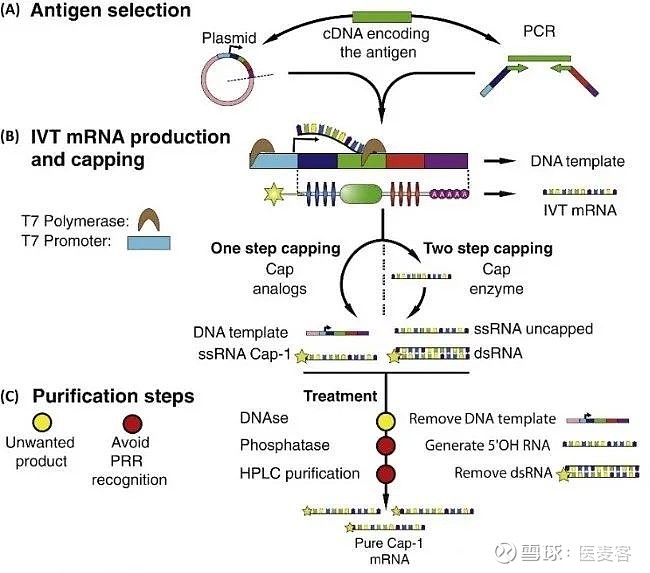 体外转录(ivt)mrna生产和装配过程
