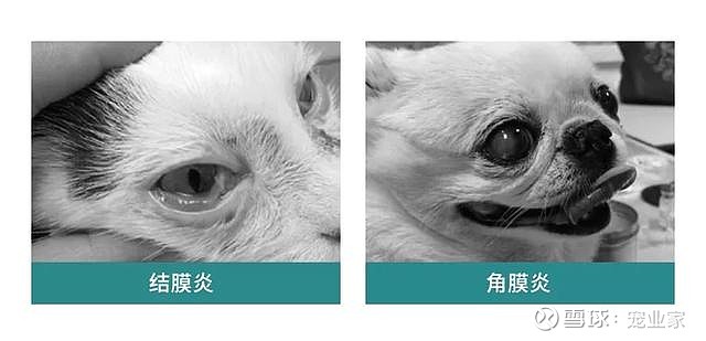 新品 一款应季预防犬猫呼吸道感染等疾病的滴液 写在前面 市面上出现了有意思的宠物新品 总是比别人晚知道 现在 宠业家推出了新品栏目 不定期更新中国宠物市场的新品情