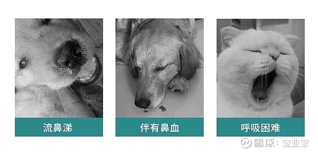 新品｜一款应季预防犬猫呼吸道感染等疾病的滴液【写在前面】 市面上 