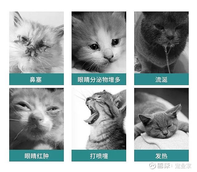 新品｜一款应季预防犬猫呼吸道感染等疾病的滴液【写在前面】 市面上 