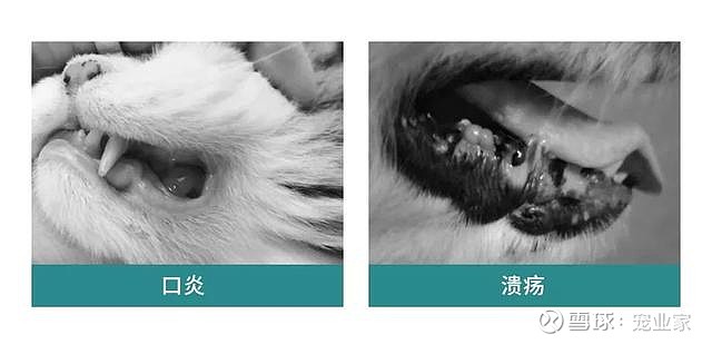 新品 一款应季预防犬猫呼吸道感染等疾病的滴液 写在前面 市面上出现了有意思的宠物新品 总是比别人晚知道 现在 宠业家推出了新品栏目 不定期更新中国宠物市场的新品情