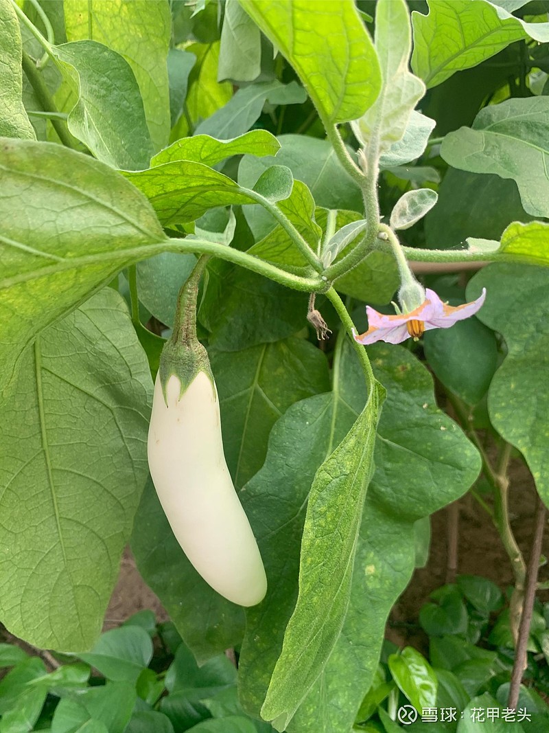 今天吃了白茄子我感觉难以承受