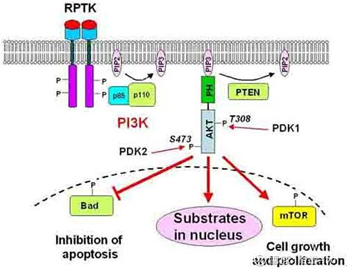 #随记# PI3K/AKT/PTEN 通路磷脂酰肌醇3-激酶(PI3Ks)信号参与增殖、分化、凋亡和葡萄糖转运等多种细胞... - 雪球