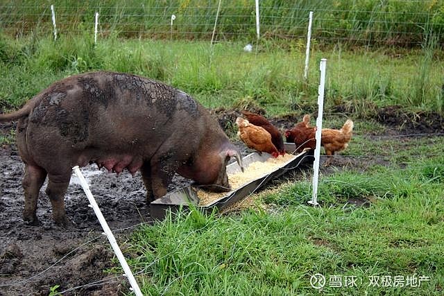 最近大家都在炒的豆粕则占到10%-25%之间,其他的杂粕只能部分