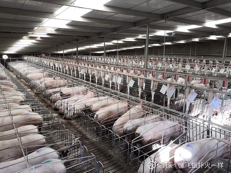 这两张图是扬翔亚计山猪场,五万头母猪存栏规模,最近这个猪场也上了