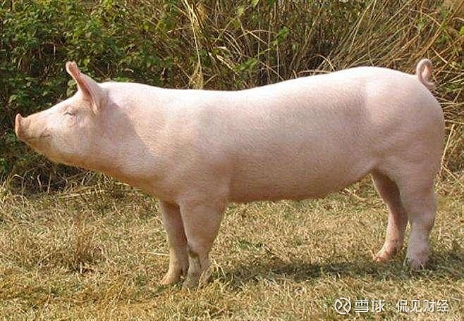 牧原股份深陷周期之困股价暴跌30市值蒸发超1000亿