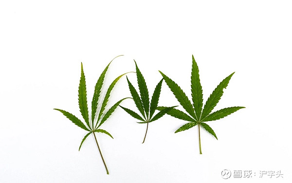 高成长大麻股 增速最快的3只大麻股网页链接 按此追踪我们获得更多即时投资现况 过去几年 大麻行业呈现了指数级的增长 按照grand View Rese