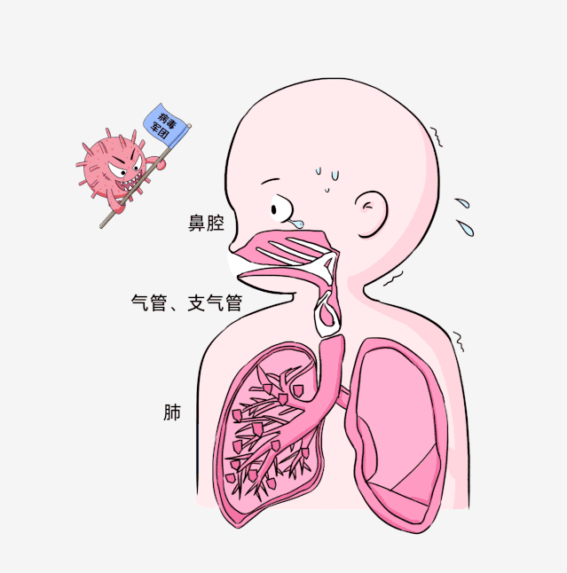 肺部细胞当机体免疫力下降它们只是伺机而动甚至下呼吸道长期定居于