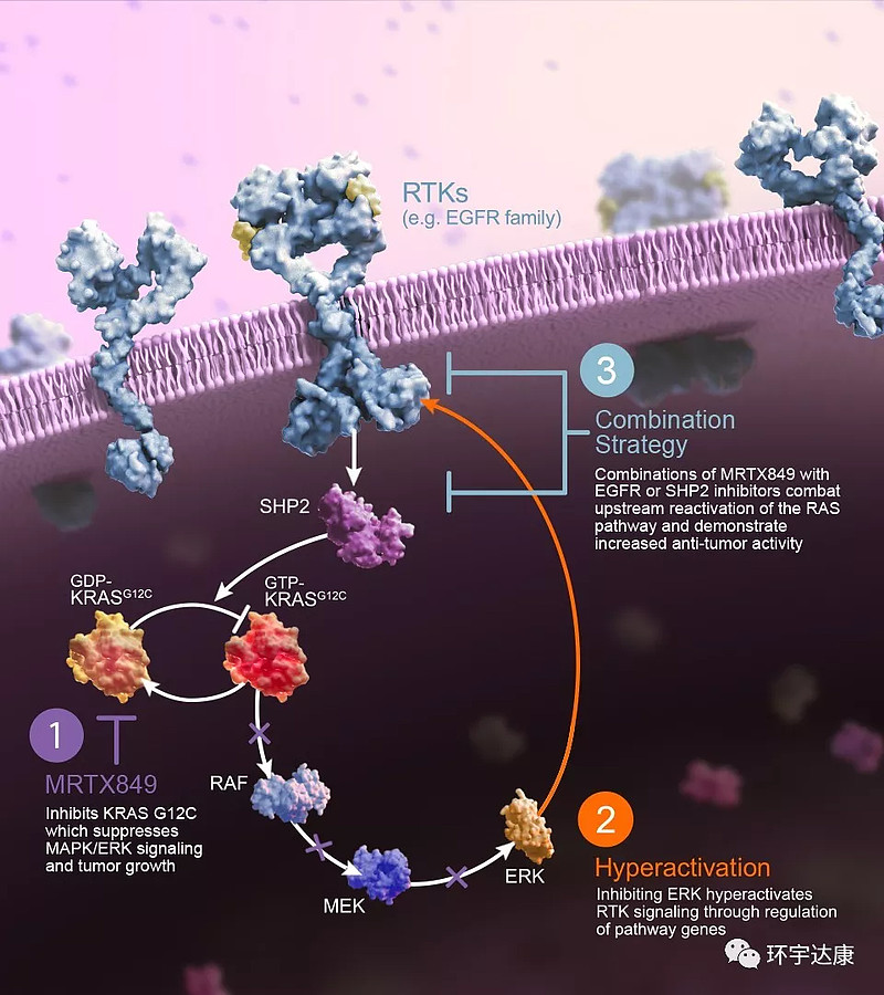 kras基因突变的两种新药介绍