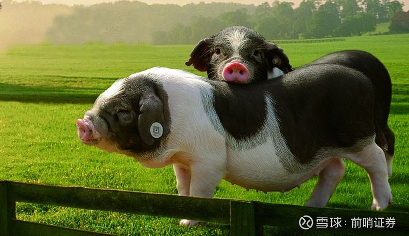 "养猪院士"印遇龙拼多多直播首秀,宁乡花猪引超80万网友围观 "养猪是