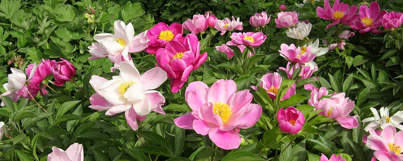 天津市大型花卉批发市场在哪里