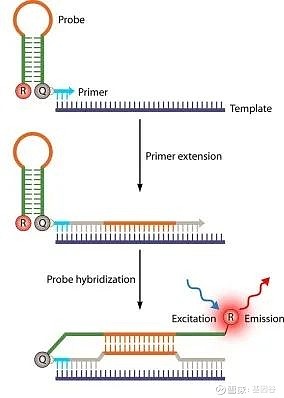 實時熒光pcr技術,比你想象的更豐富!