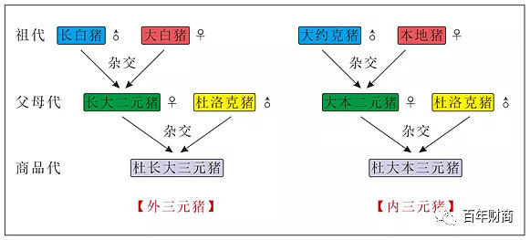 牧原股份的进击力 【语音版在公众号:百年财商】 先