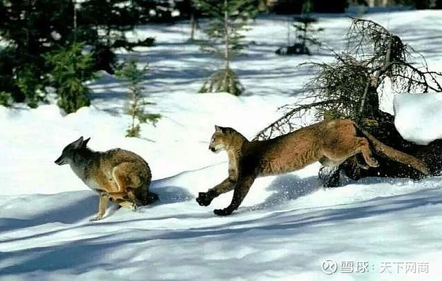 美国每年捕杀40万只郊狼,却挡不住它们占领城市